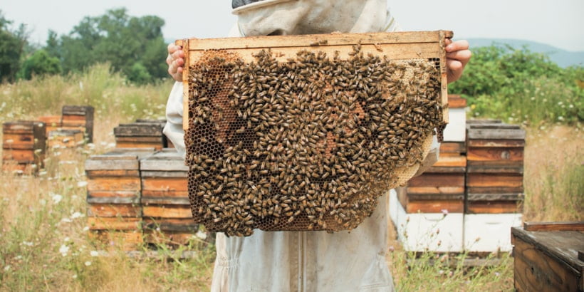 زنبورداری عسل کنار