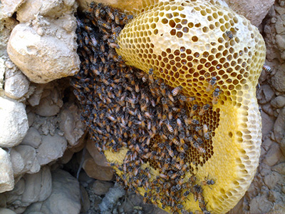 عسل کوهی وحشی همراه با زنبورها