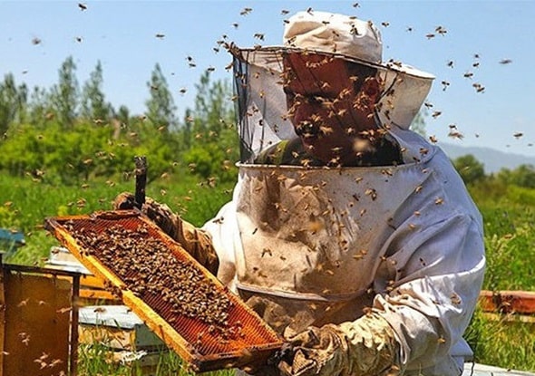 برداشت عسل سبلان طبیعی توسط زنبوردار