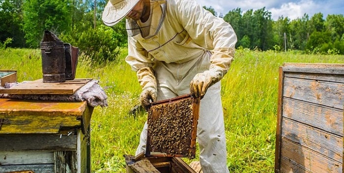 زنبورداری عسل سبلان